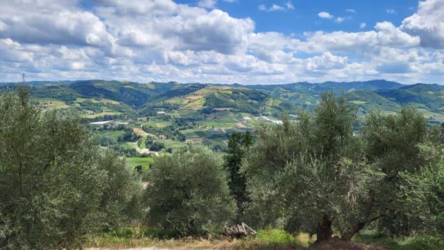 in diesem Gebiet wird das hochwertige Olivenöl Brisighella D.O.P. hergestellt