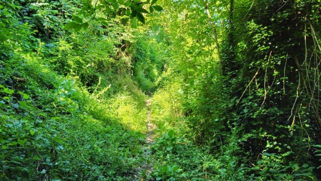 kurz nach Rocca San Casciano das erste Teilstück mit verwachsenes, fast undurchdringliches Dickicht