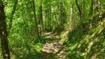 durch ein wilder, ursprünglicher Wald geht es nun steil abwärts ins Tal vom Montone Fluss