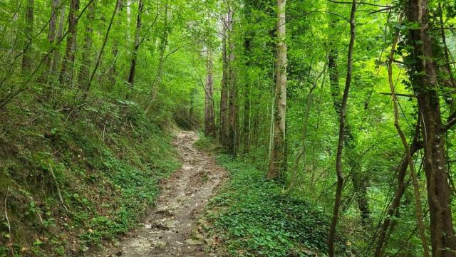 ...und durch dichten Wald erreichen wir bei Incisa di Sopra ...