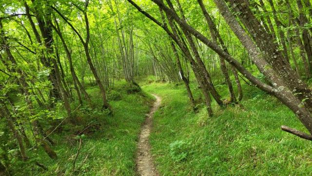 die Wegführung und die Natur wunderschön