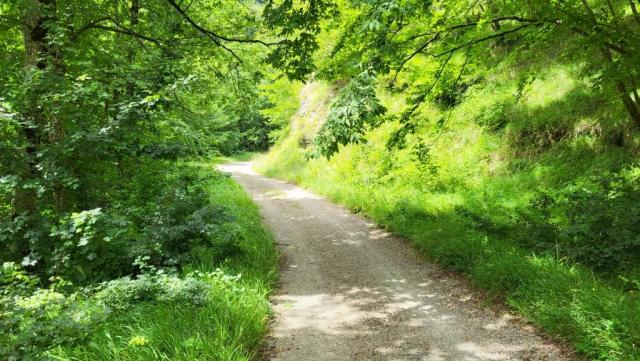 unterhalb des Monte Mandria, verlassen wir die Forststrasse, und steigen weiter aufwärts