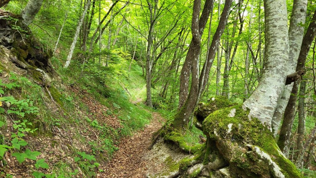 das ganze Gebiet ist durchzogen von einem Netz von Pfaden, die sich durch die Wälder schlängeln