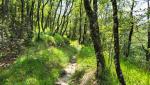 über den Balze Trafossi, geht es zum Monte di Londa und Richtung Monte Sinaia