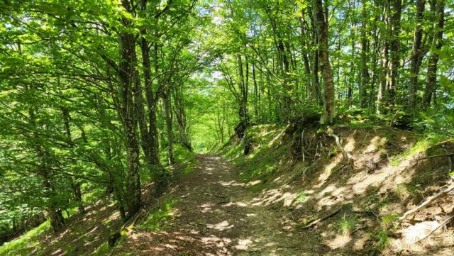 der Cammino führt uns zwischen Farnen, Ginster, alte Kastanienbäumen, abwechslungsweise zwischen Buchen und Tannen