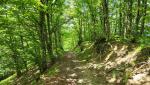 der Cammino führt uns zwischen Farnen, Ginster, alte Kastanienbäumen, abwechslungsweise zwischen Buchen und Tannen