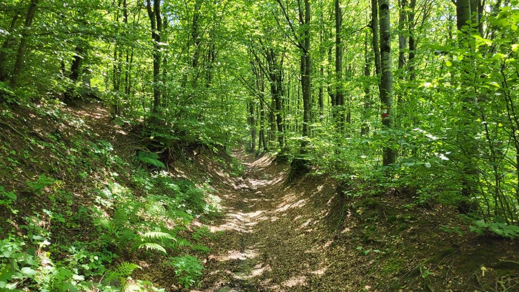 kurz vor dem Poggio Erbolini, hier ist der Weg noch ersichtlich, danach ist er total verwachsen, kein durchkommen