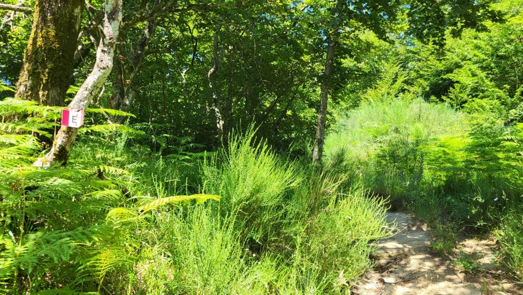 zeitweise ist auch dieser Wanderweg verwachsen, aber machbar