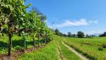 Räuschling, Chardonnay, Sauvignon Blanc und Pinot Noir,...