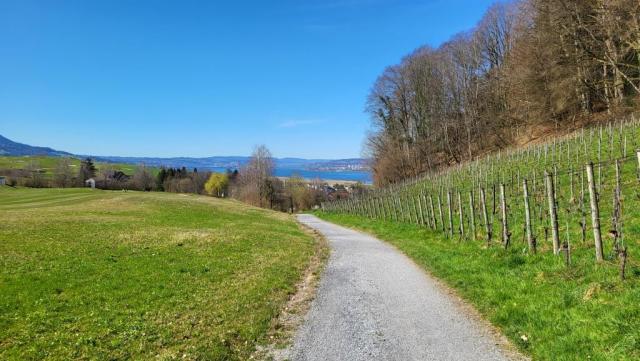 durch Landwirtschaftsgebiet geht es danach über Buebental und entlang des Pfaffenberg nach Nuolen