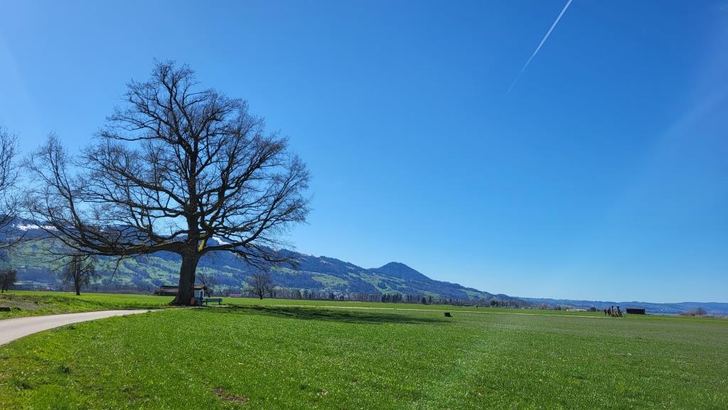 unter einem mächtigen Laubbaum am Dorfrand von Nuolen...
