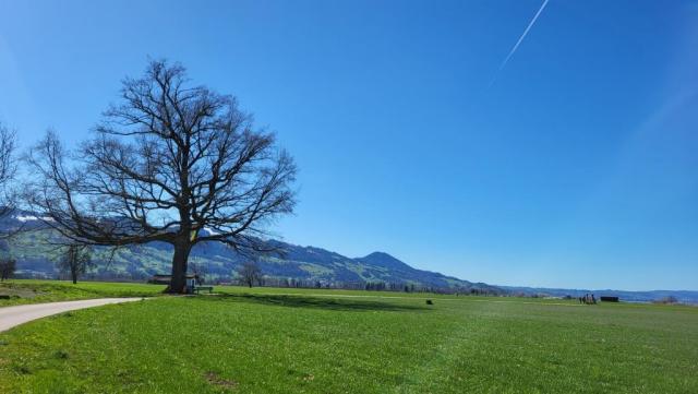 unter einem mächtigen Laubbaum am Dorfrand von Nuolen...