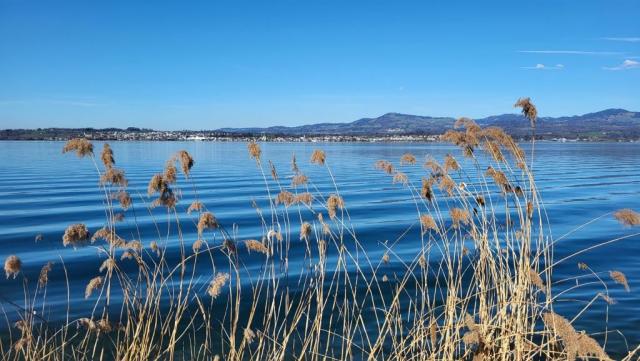 der Zürichsee ist dabei rechts durch ein schmales Ried abgetrennt