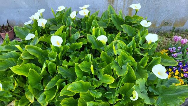 20250408_161219.jpg
