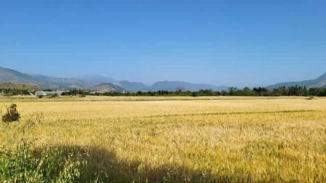 20250608_090410.jpg