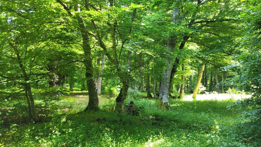 20250609_115733.jpg