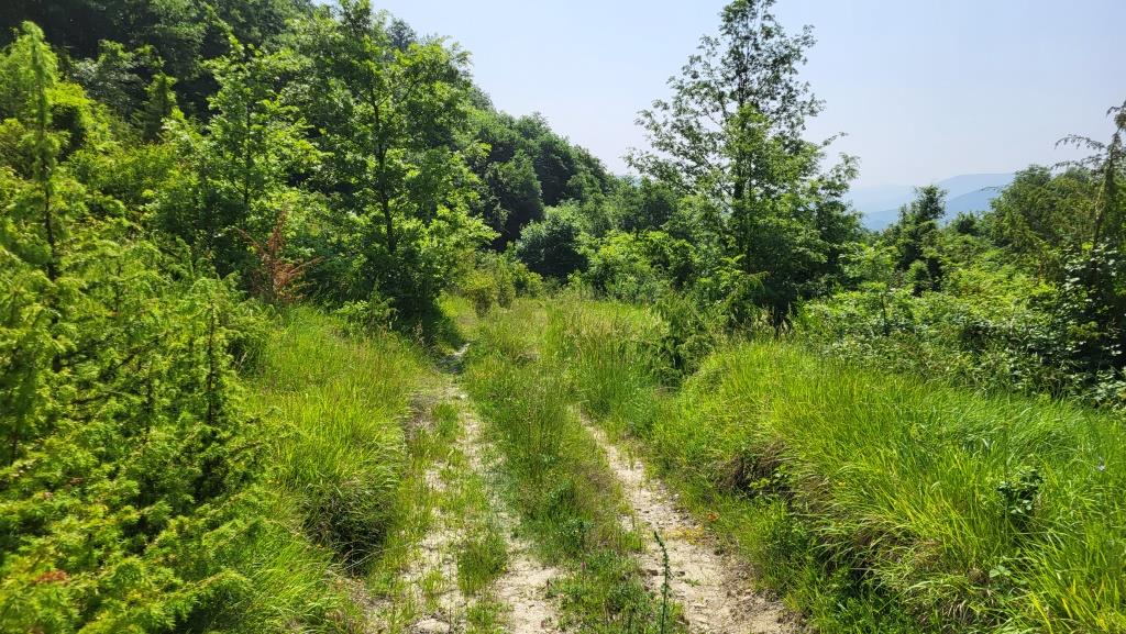 20250613_105851.jpg