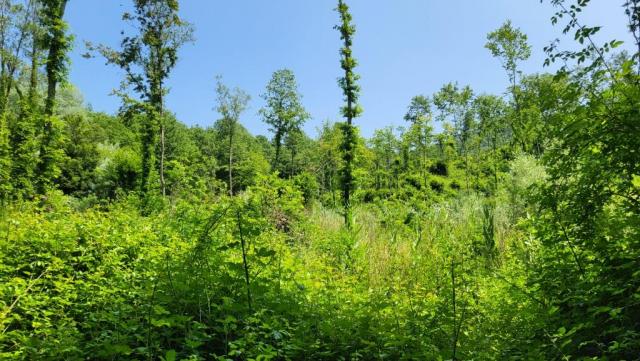 20250613_113217.jpg