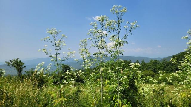20250613_115540.jpg
