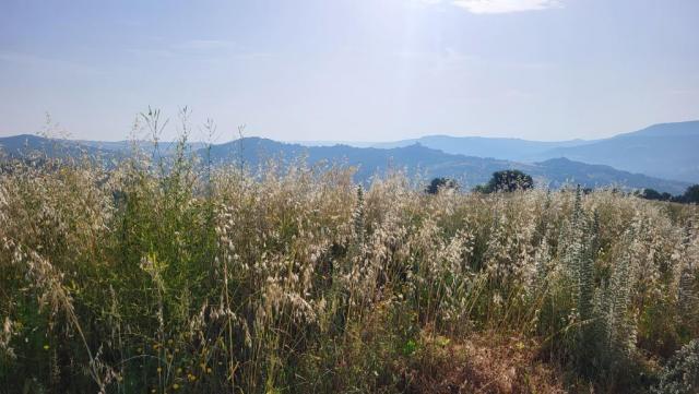 20250616_080633.jpg