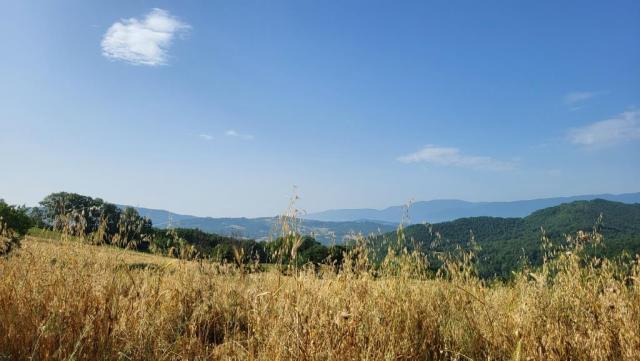 20250616_085130.jpg