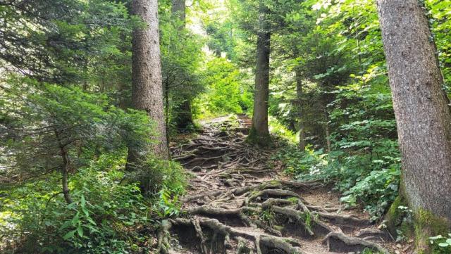 teilweise führt der Waldweg über wurzeln, sehr schön