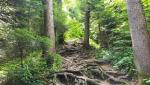 teilweise führt der Waldweg über wurzeln, sehr schön