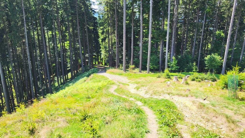 über den Etzelwald geht es nun abwärts