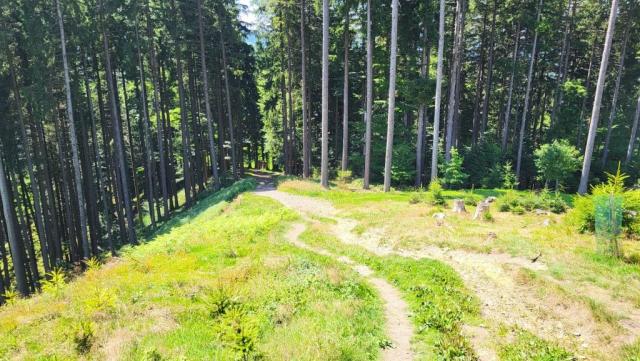 über den Etzelwald geht es nun abwärts