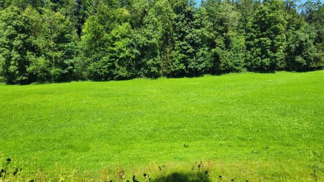 ...und erspähen auf der Wiese ein Reh