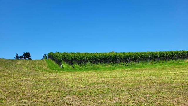 die schönen Rebhänge bei Studenbühl