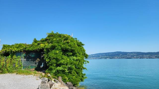 ein Fischreiher hat sich auf dem grossen Strauch bequem gemacht