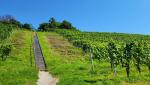 zwischen dem Rebhang führt eine steile Treppe hinauf, zum Hotel Landgasthof Halbinsel Au