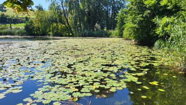 der Ausee mit den vielen Seerosen eine Pracht