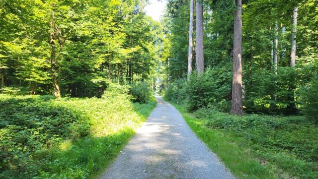 wir durchqueren den Neuforst...