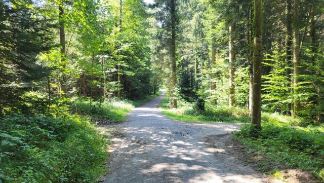 wir unterqueren die Atobahn und tauchen in den Landforst ein
