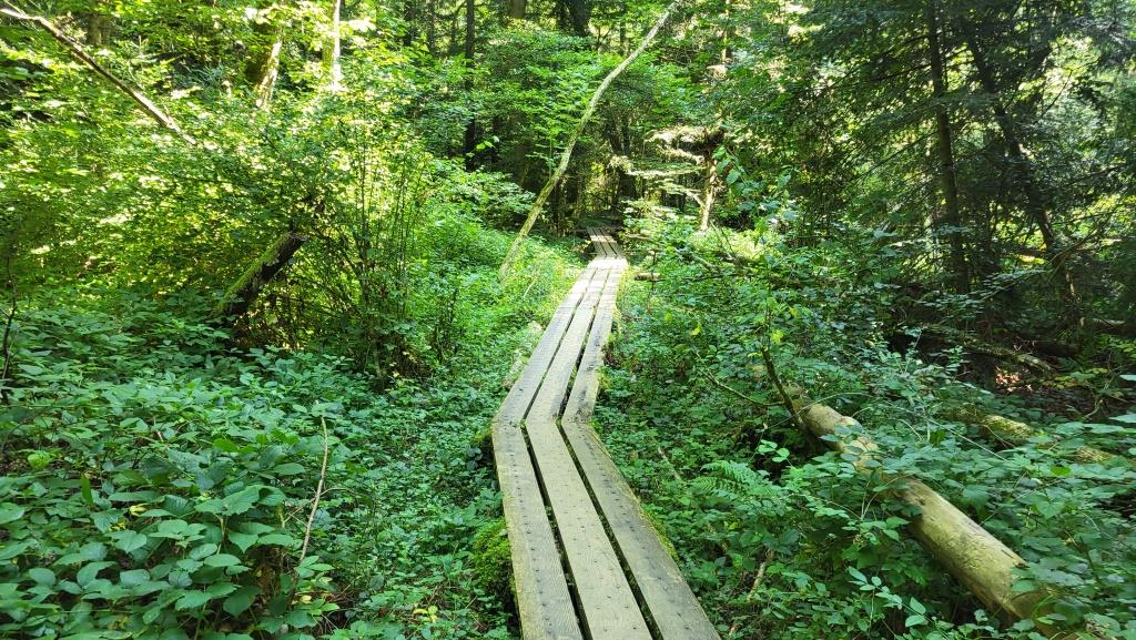 direkt neben dem Langmoos liegt der Moorwald. Ein Pfad geht auf die Besonderheit dieses Moorgebiets ein