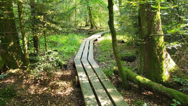 über einen Holzsteg kann der sumpfige Moorwald auf einem Rundgang erkundet werden