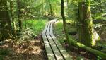 über einen Holzsteg kann der sumpfige Moorwald auf einem Rundgang erkundet werden