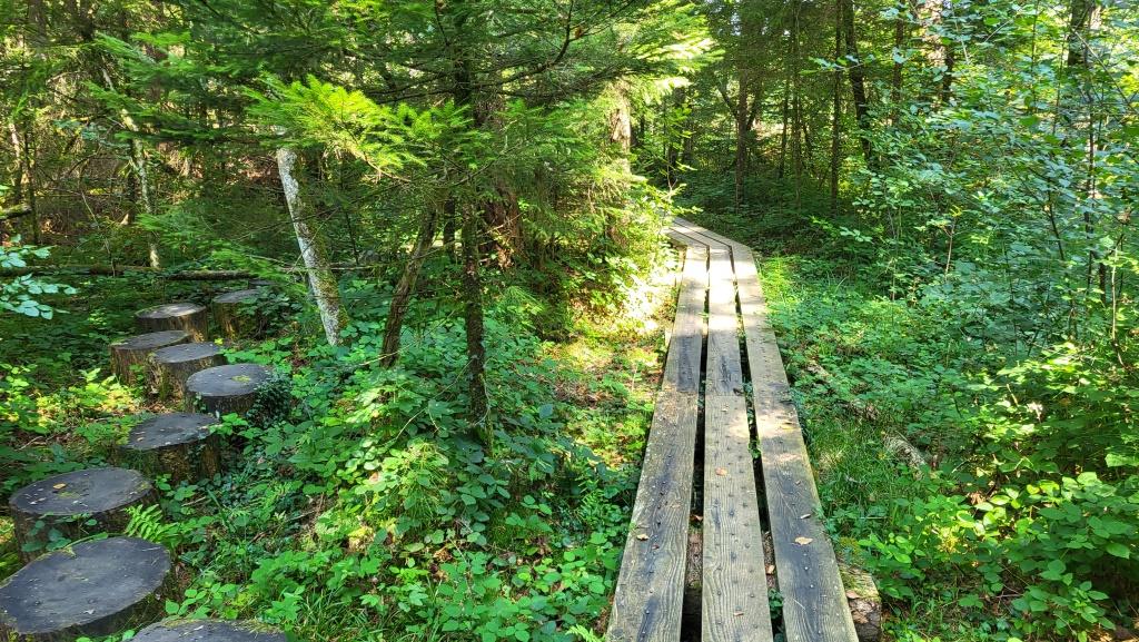 ein Märchenwald wie er in Büchern beschrieben wird