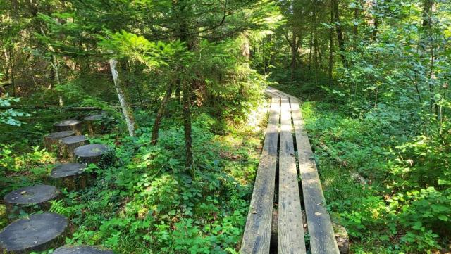 ein Märchenwald wie er in Büchern beschrieben wird