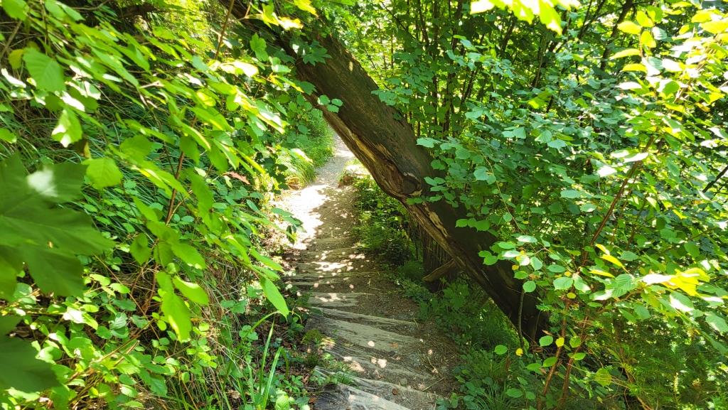 Bäume werden in diesem Naturwald nicht mehr geschlagen