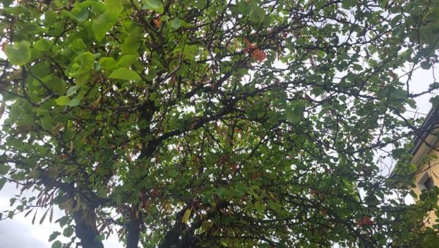 20250708_101713.jpg