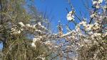bei diesem warmen, freundlichen Wetter öffnet die Natur bereits ihre ersten Blüten