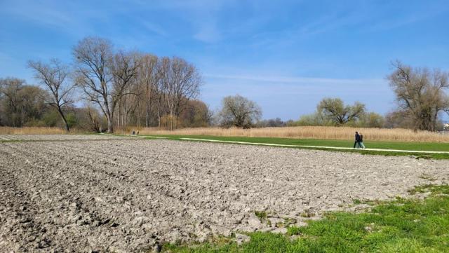 beim Ziegelhof erreichen wir über Felder den Rhein