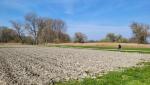 beim Ziegelhof erreichen wir über Felder den Rhein