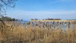 über den Schilfgürtel und die weite Moorlandschaft hinweg fällt unser Blick nach Gottlieben