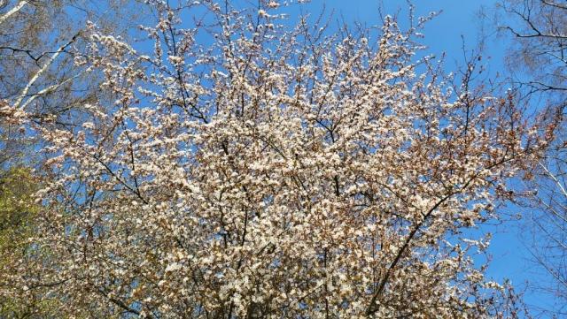 die Natur erblüht im Frühling auf eine Weise, die das Auge jedes Mal aufs Neue verzaubert