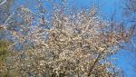die Natur erblüht im Frühling auf eine Weise, die das Auge jedes Mal aufs Neue verzaubert