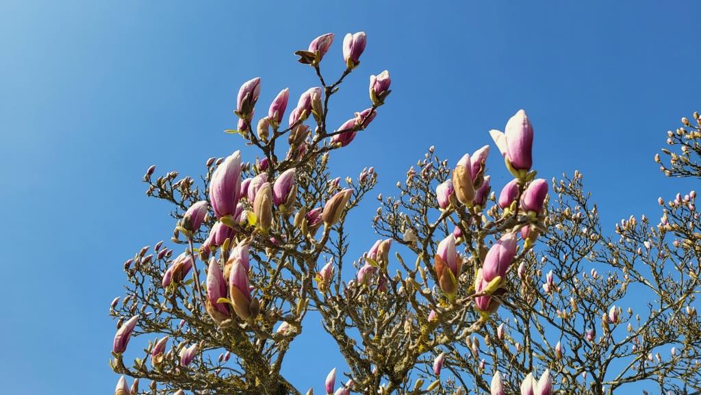 ein solcher Magnolienbaum schmückt auch unseren Gartensitzplatz und lässt ihn im Frühling erblühen